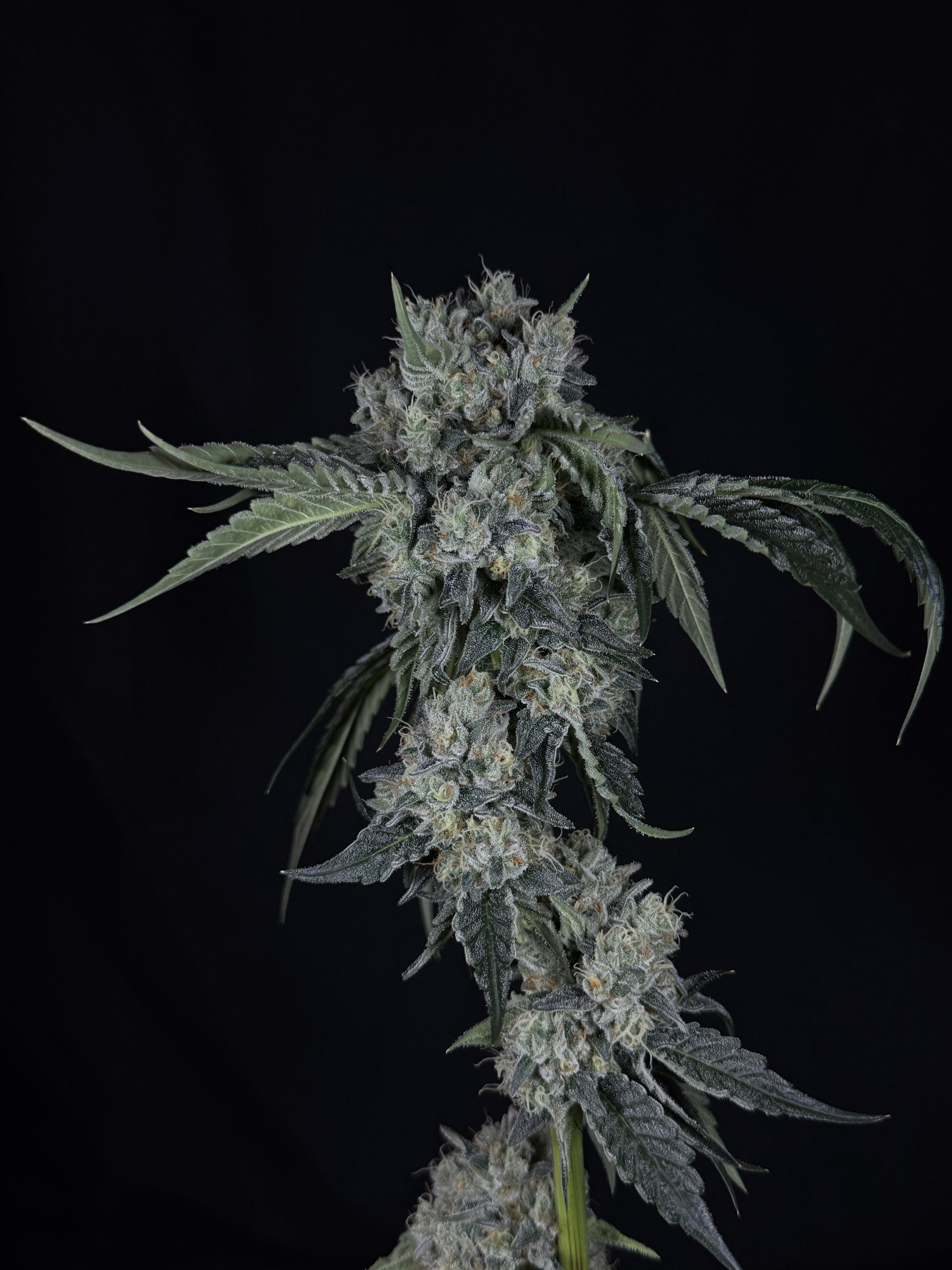 FOTT (Fresh Off The Terps)