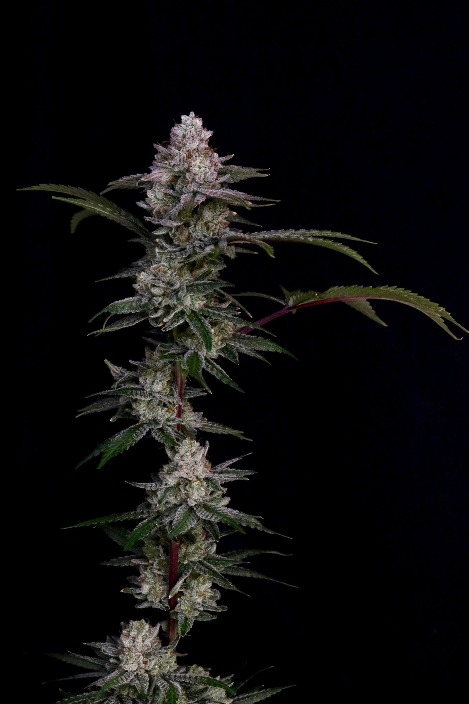 Final Fantazy (Heads collaboration)