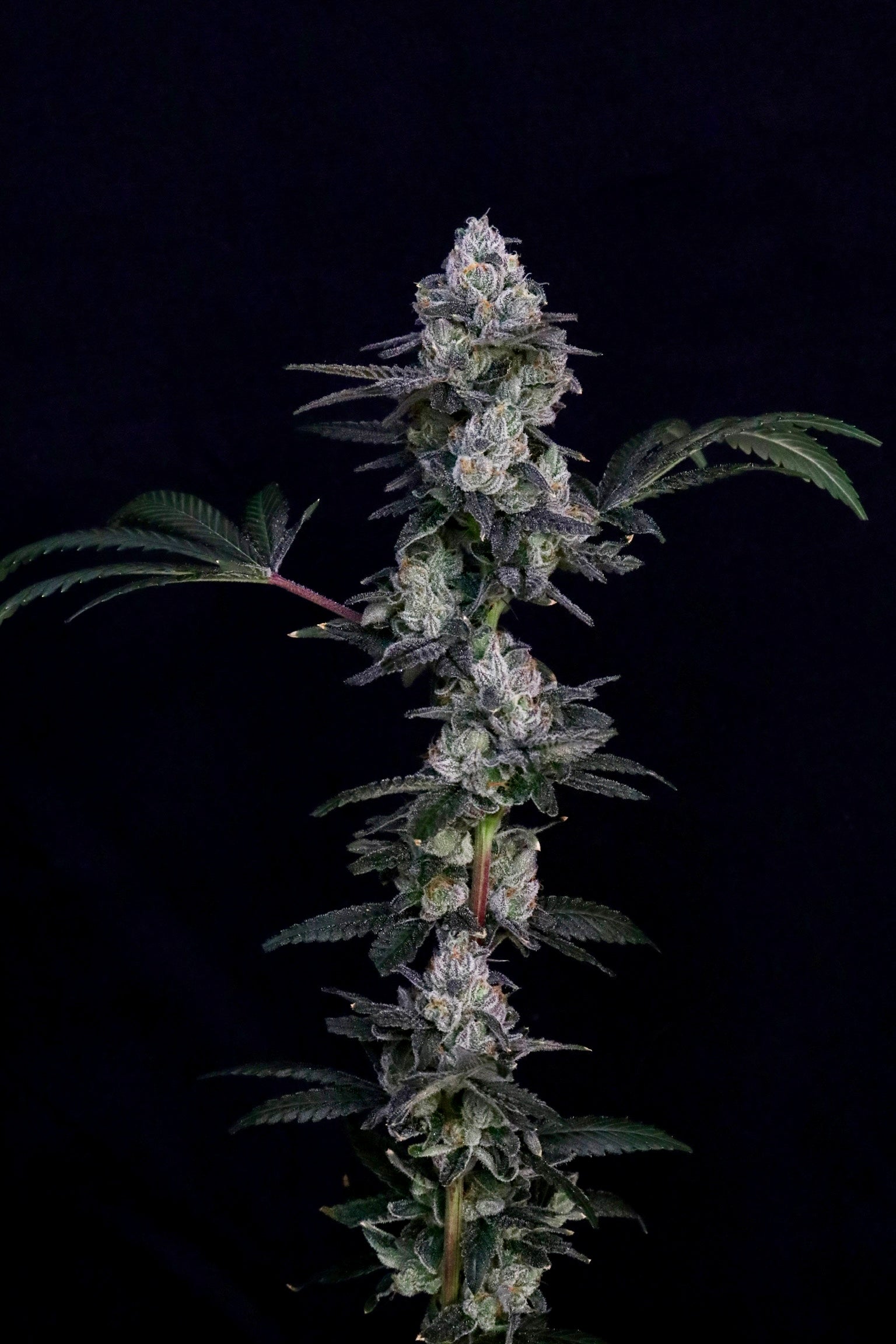 Frozen Yeti (Heads collaboration)