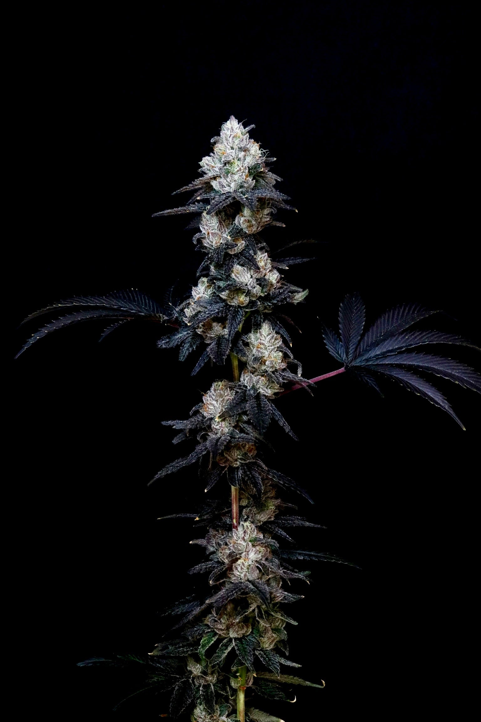 Gassy Knolls (Heads collaboration)