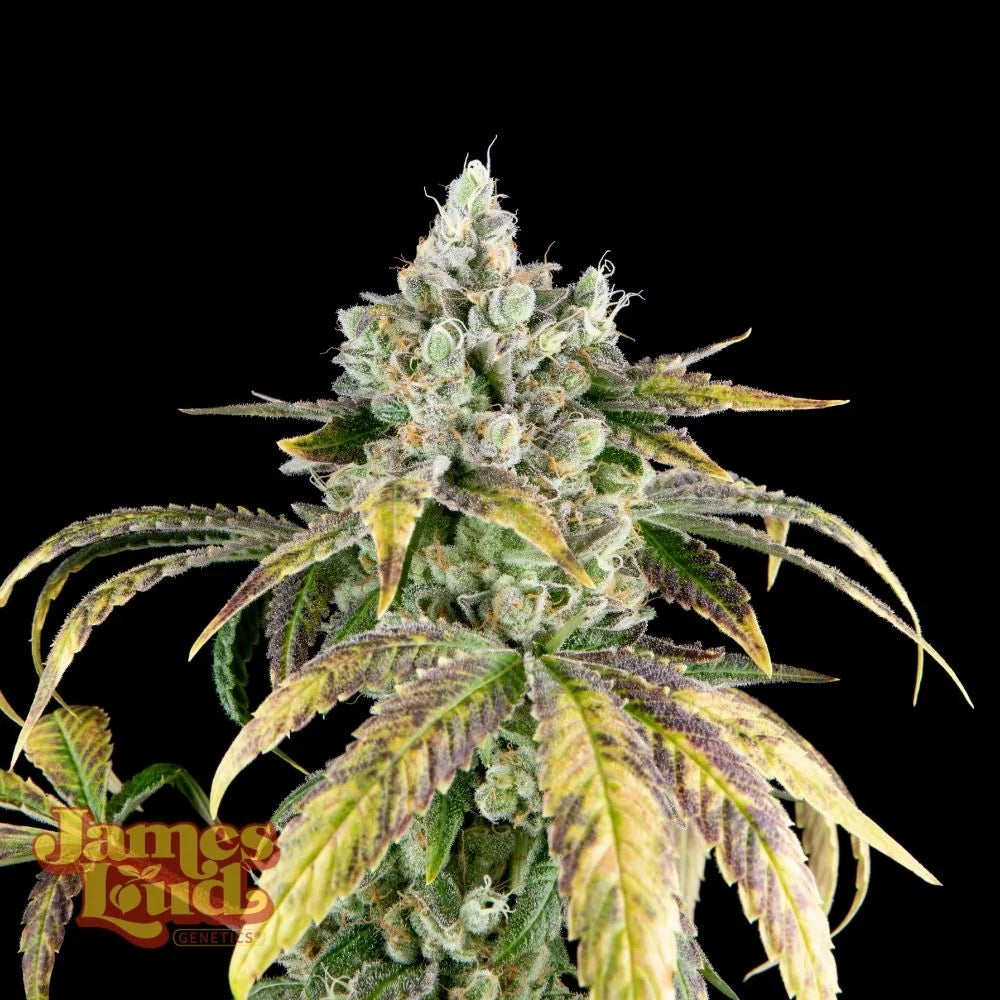 Gorilla Cookies OG Auto (Fast Buds Collab)