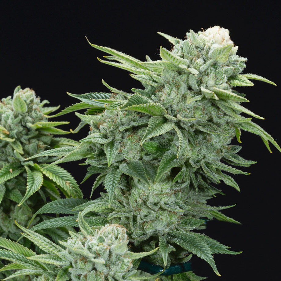 Gorilla Glue #4 S1