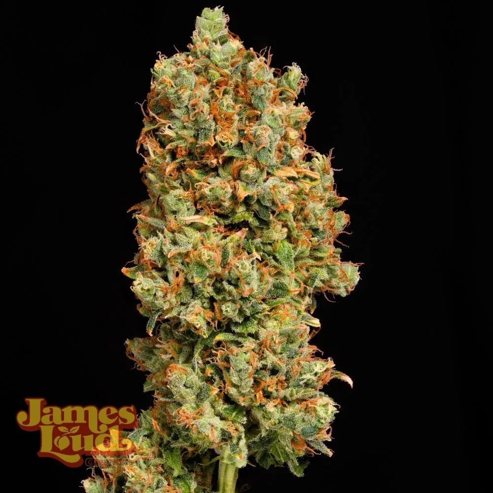 Gorilla Z OG Auto (Fast Buds Collab)