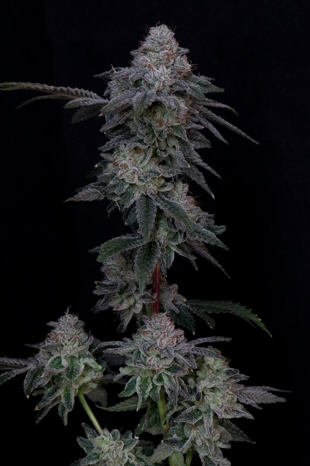 Grape Cream Cake x Honey Banana