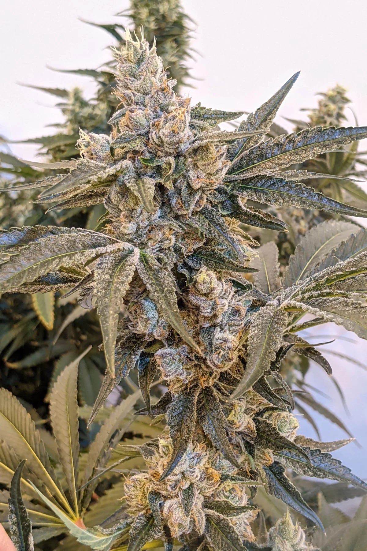 Lemon Cherry Gelato x Zuchi