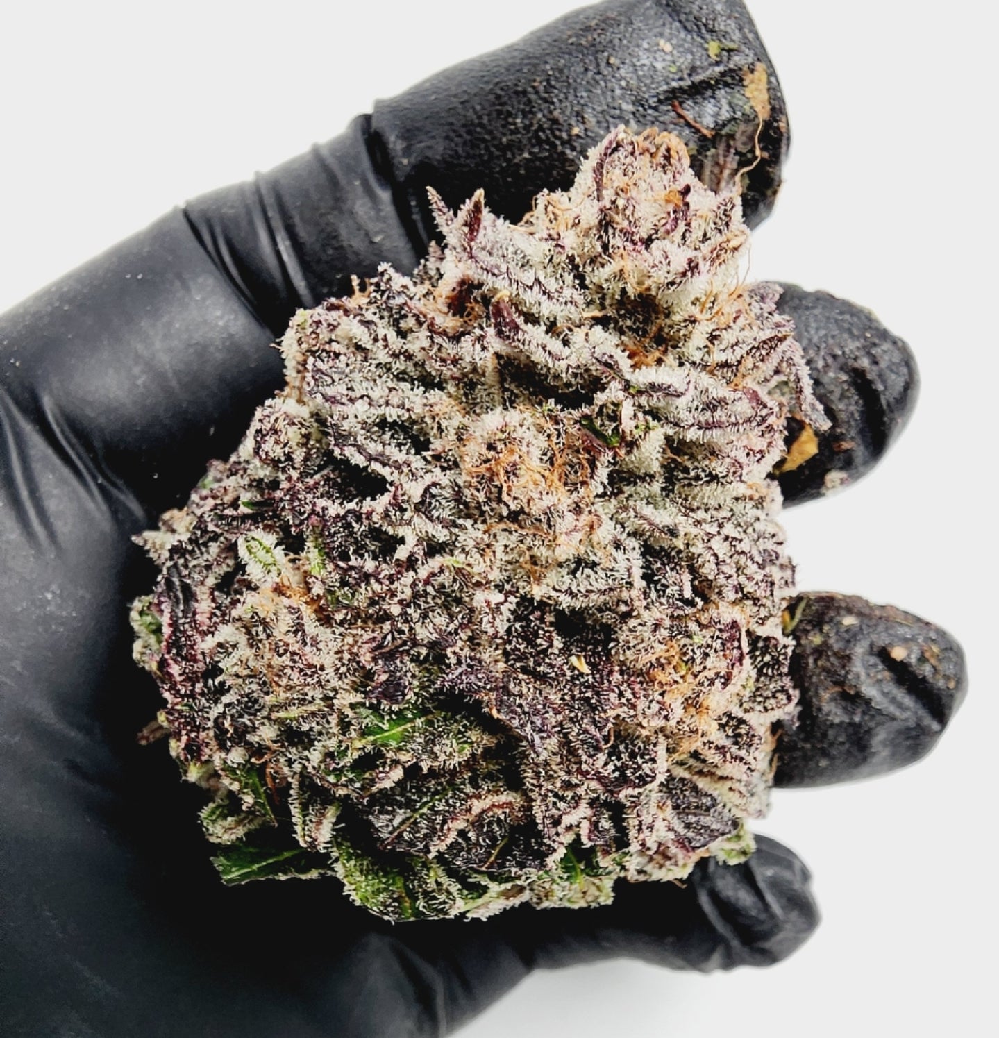 Lemon Cherry Bubblegum