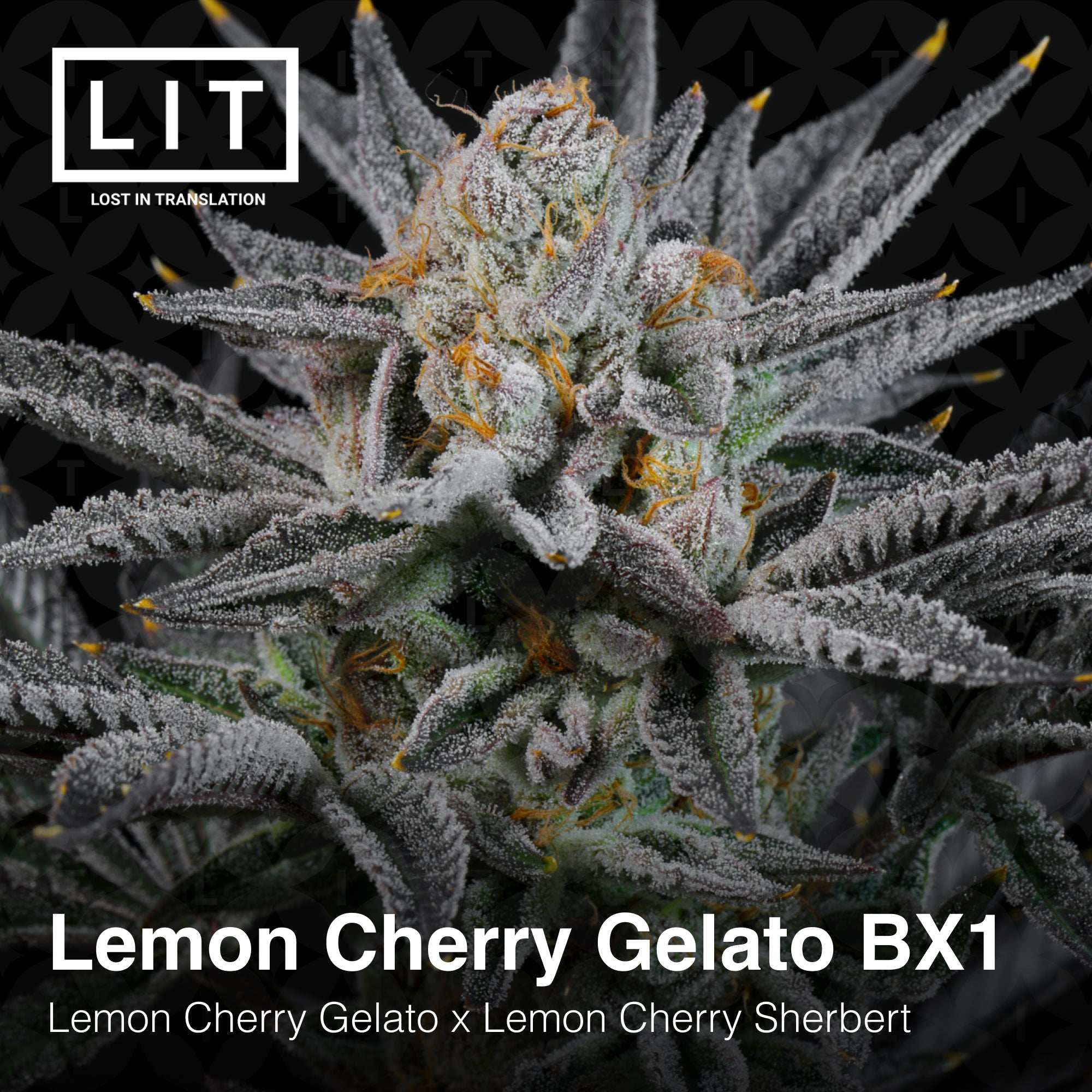 Lemon Cherry Gelato BX1