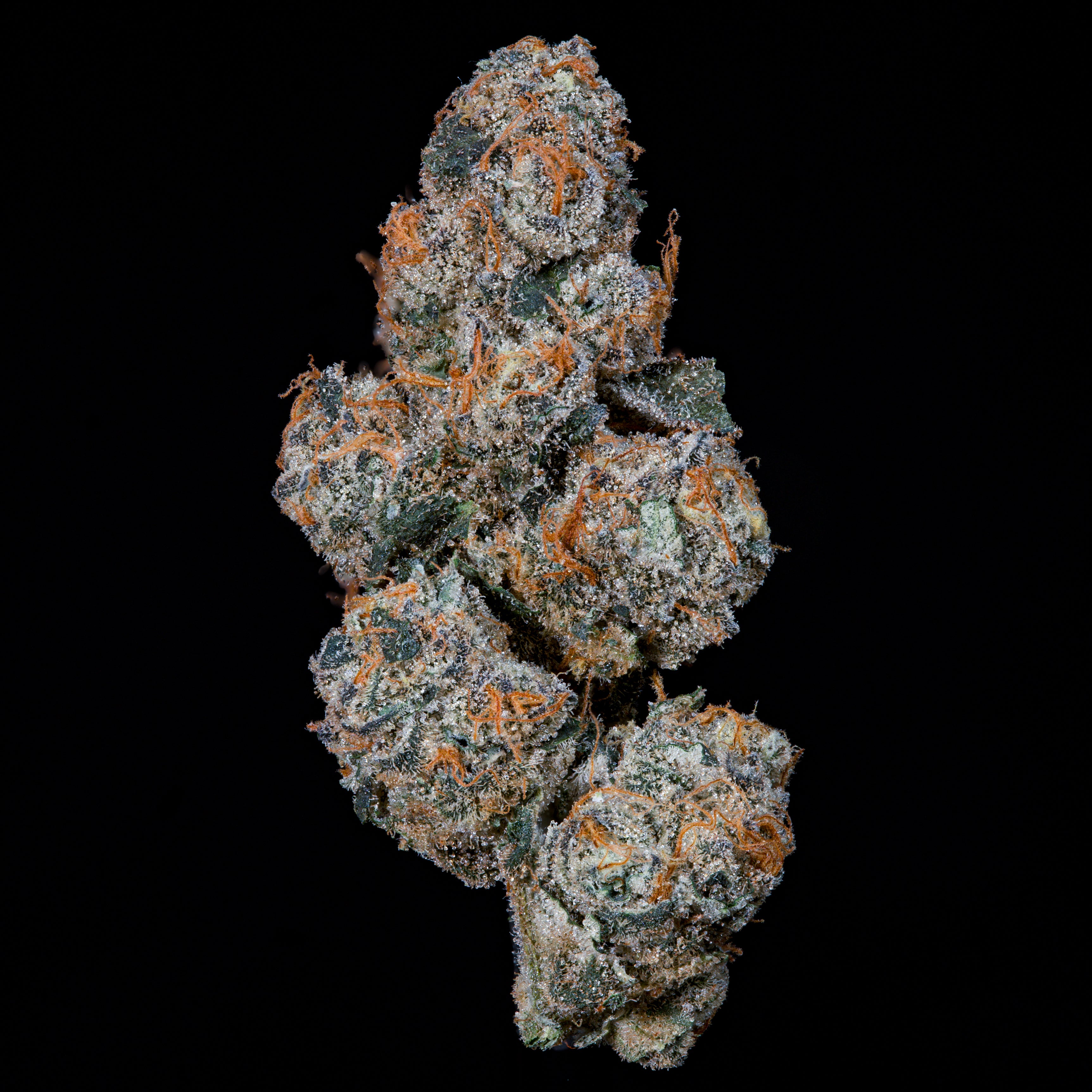 Grape Squeeze