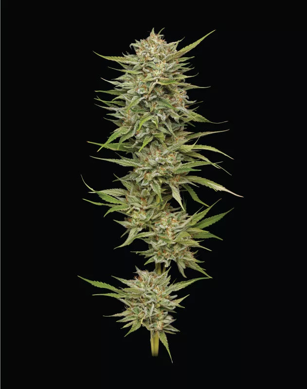 OG Kush Auto