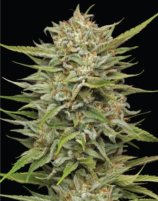 OG Kush Auto