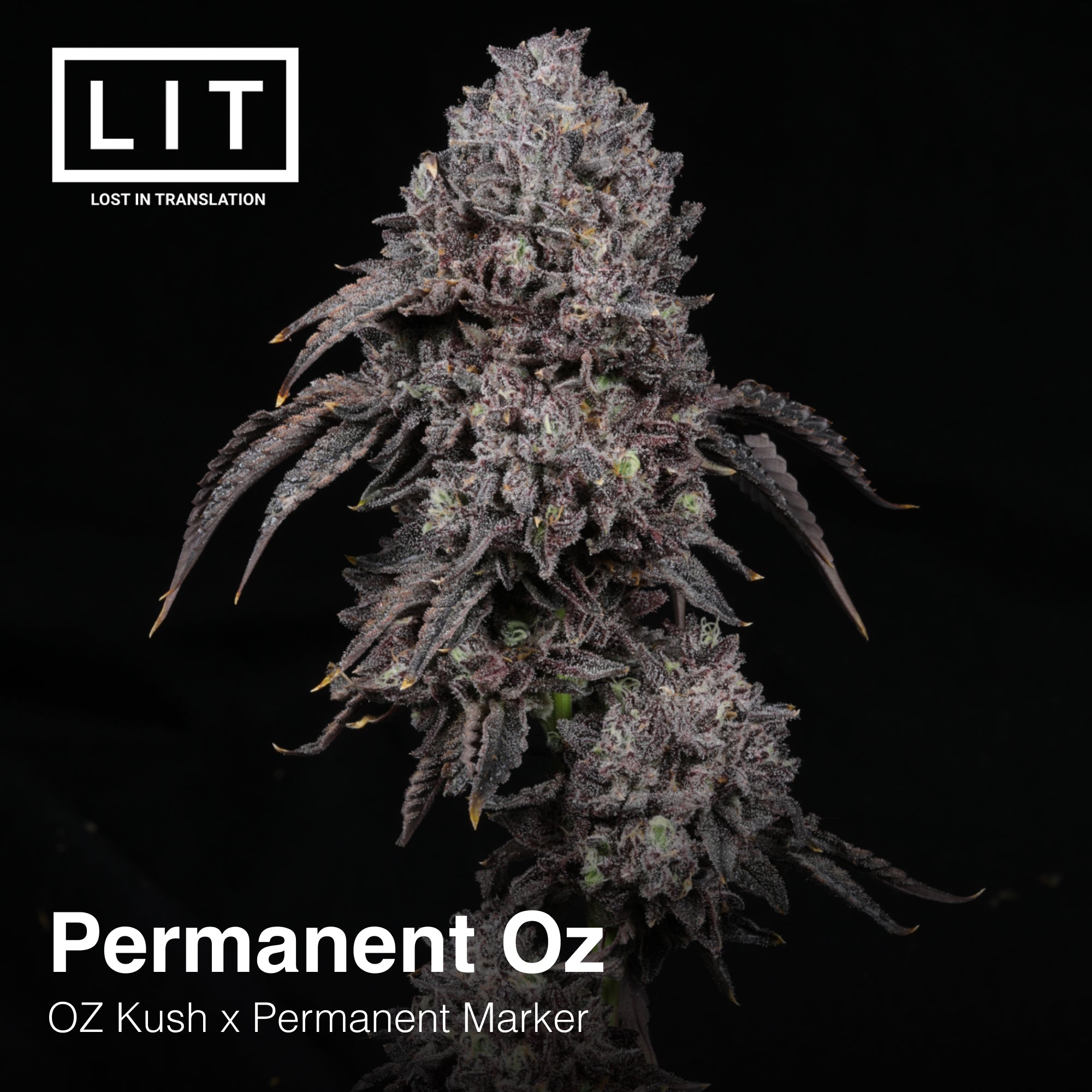 Permanent Oz