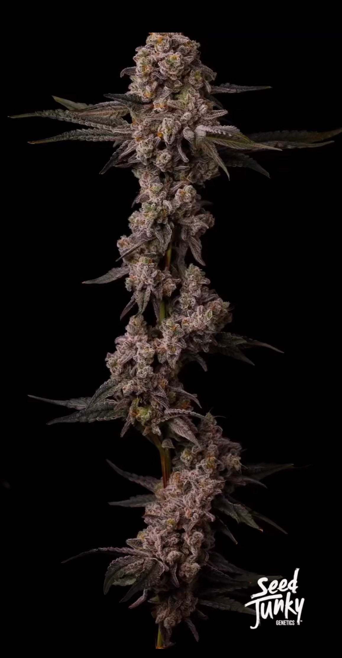 Caribbean Breeze