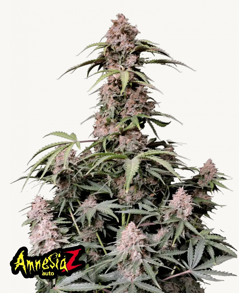 Amnesia Z Auto