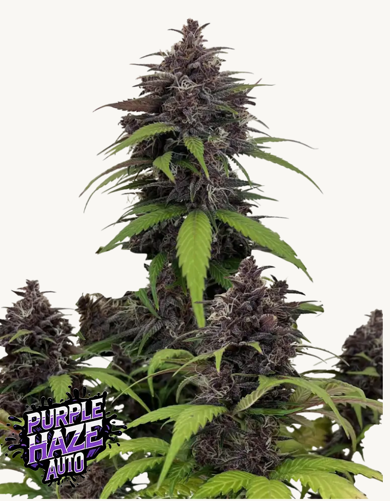 Purple Haze Auto
