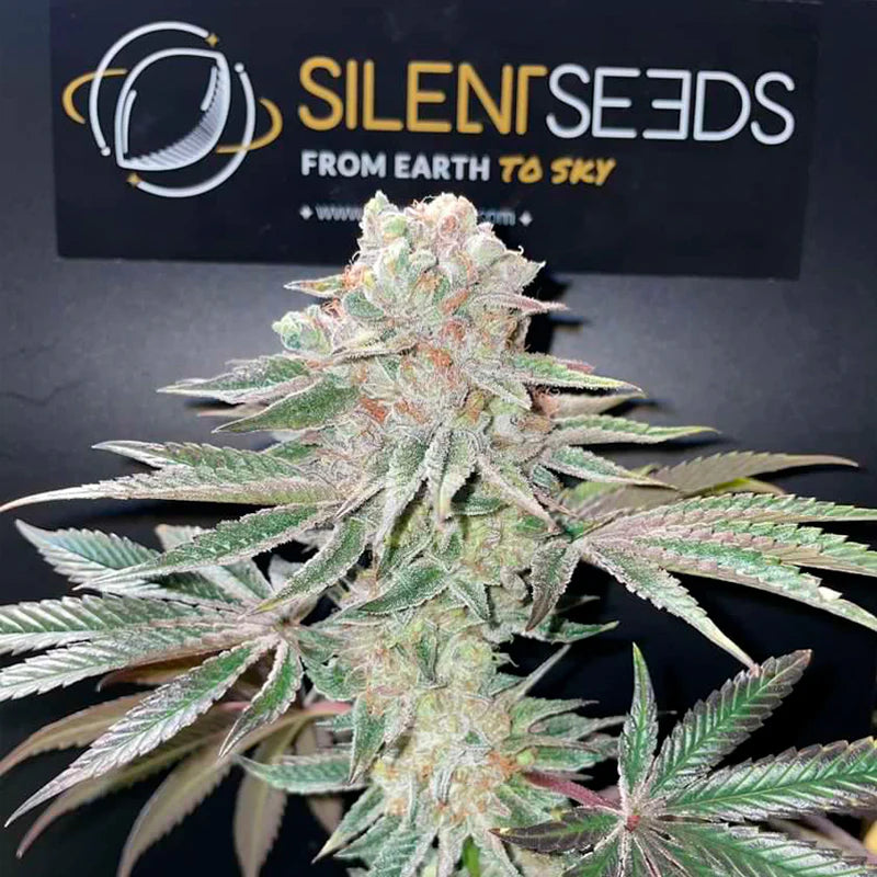 Pink Sunset (Sherbinskis x Silent Seeds)