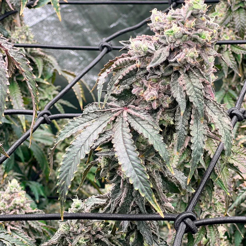 Polar Gelato (Sherbinskis x Silent Seeds)