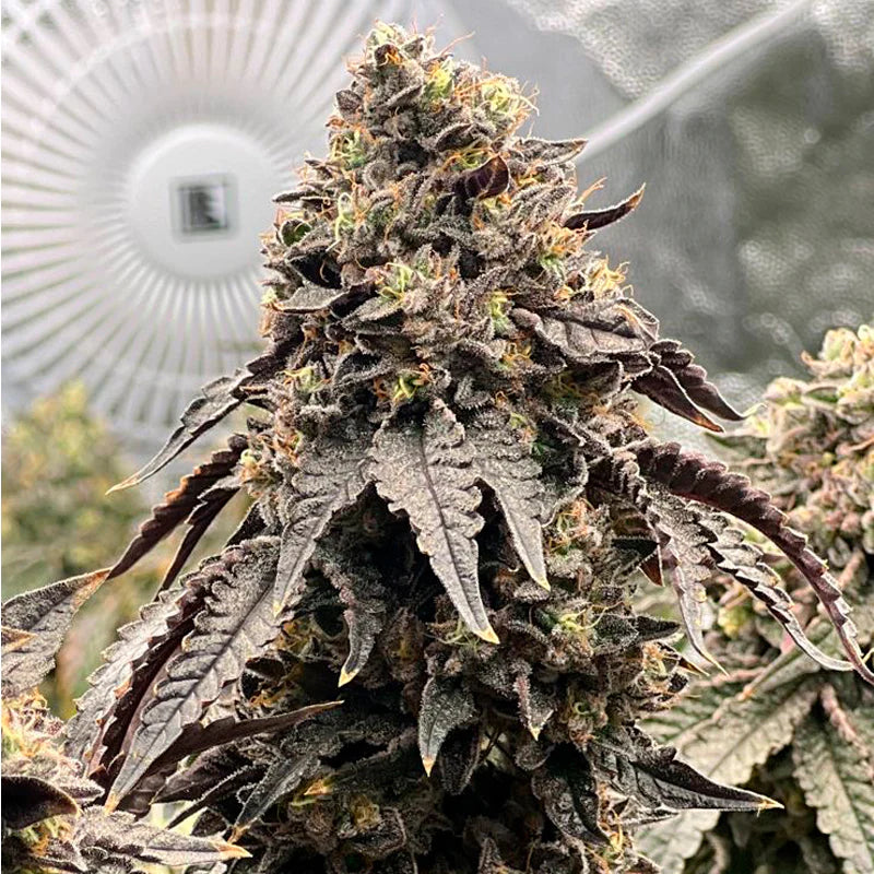 Polar Gelato (Sherbinskis x Silent Seeds)