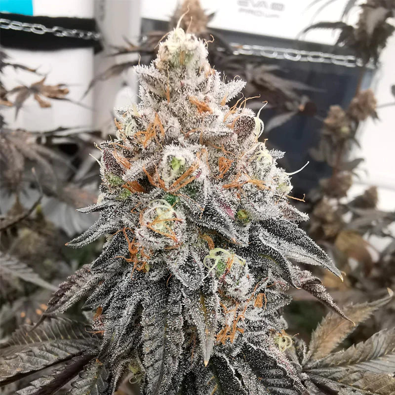 Polar Gelato (Sherbinskis x Silent Seeds)