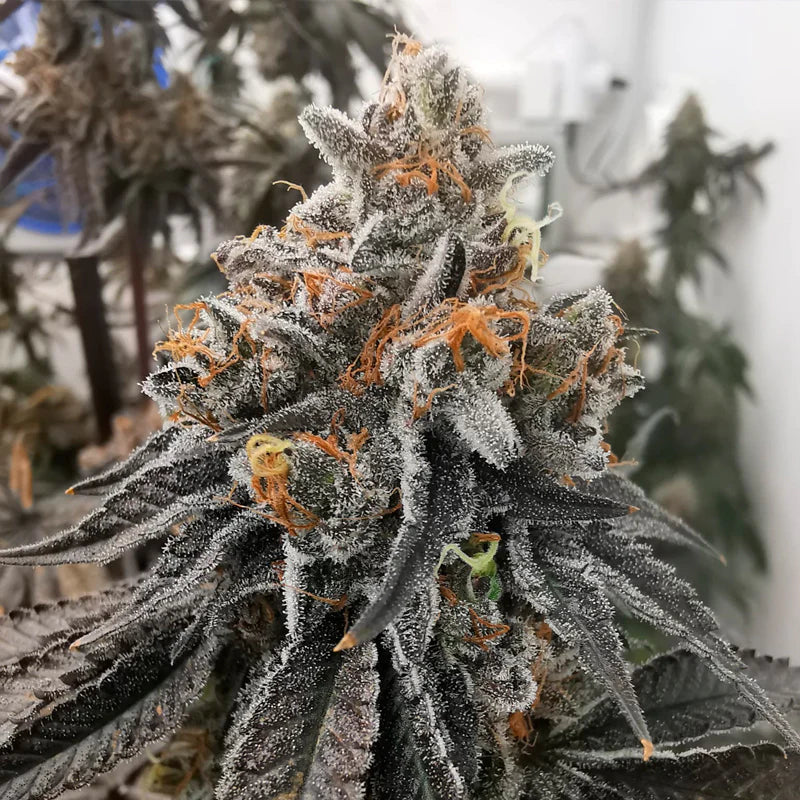 Polar Gelato (Sherbinskis x Silent Seeds)