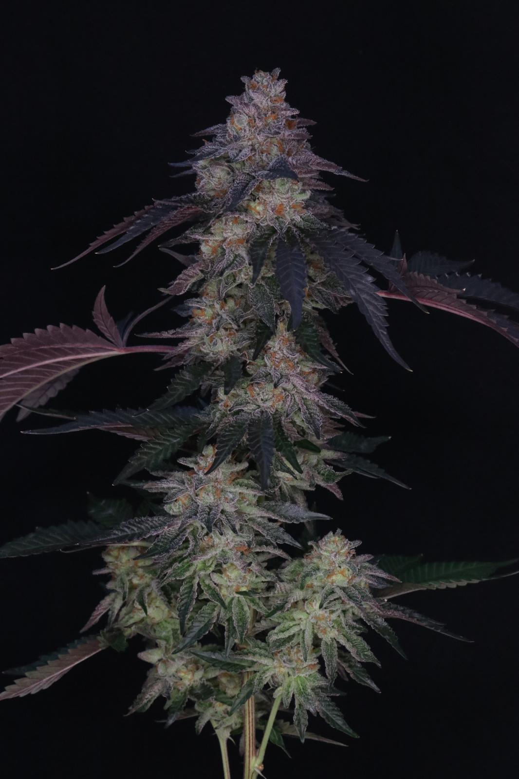 (Swampwaterfumez x Orange Mints) x Blackberry Octane