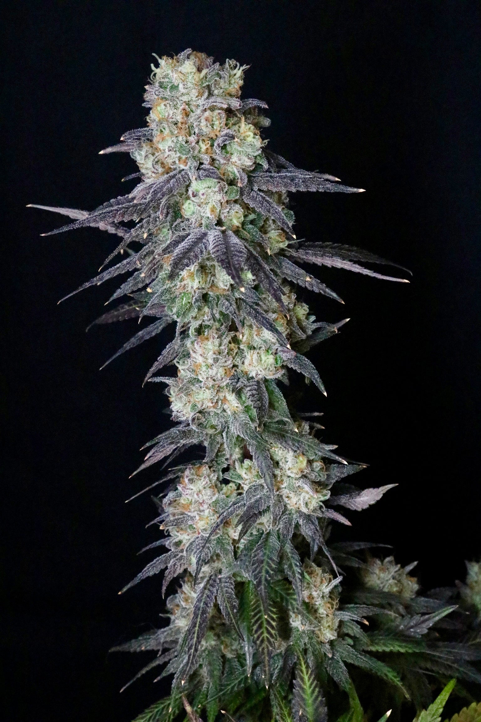 Trippin' Dots (Heads collaboration)