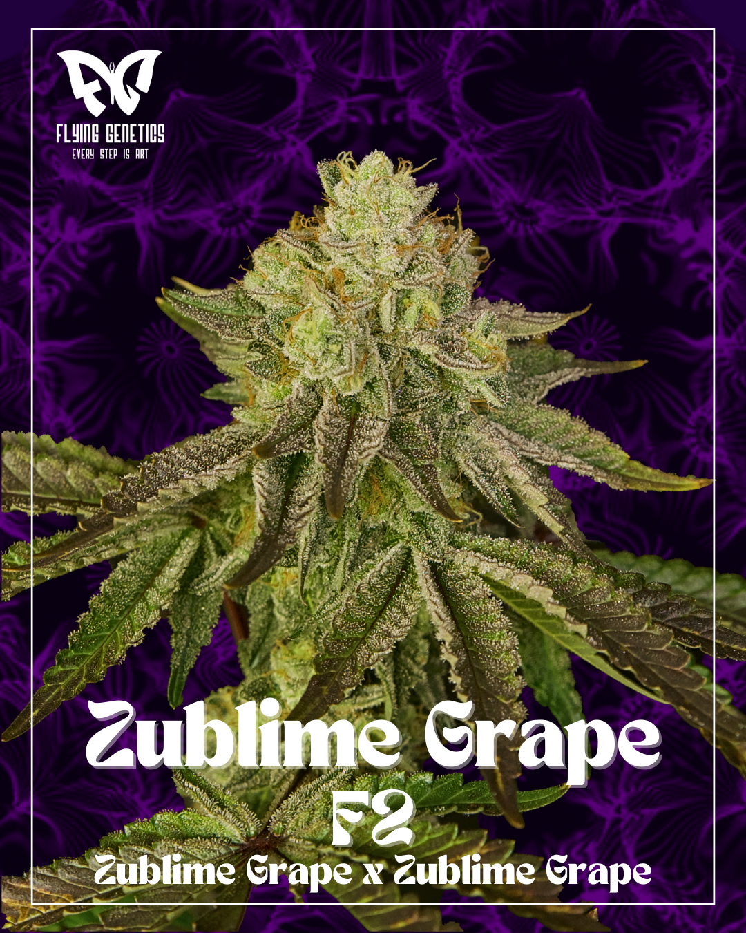 Zublime Grape F2