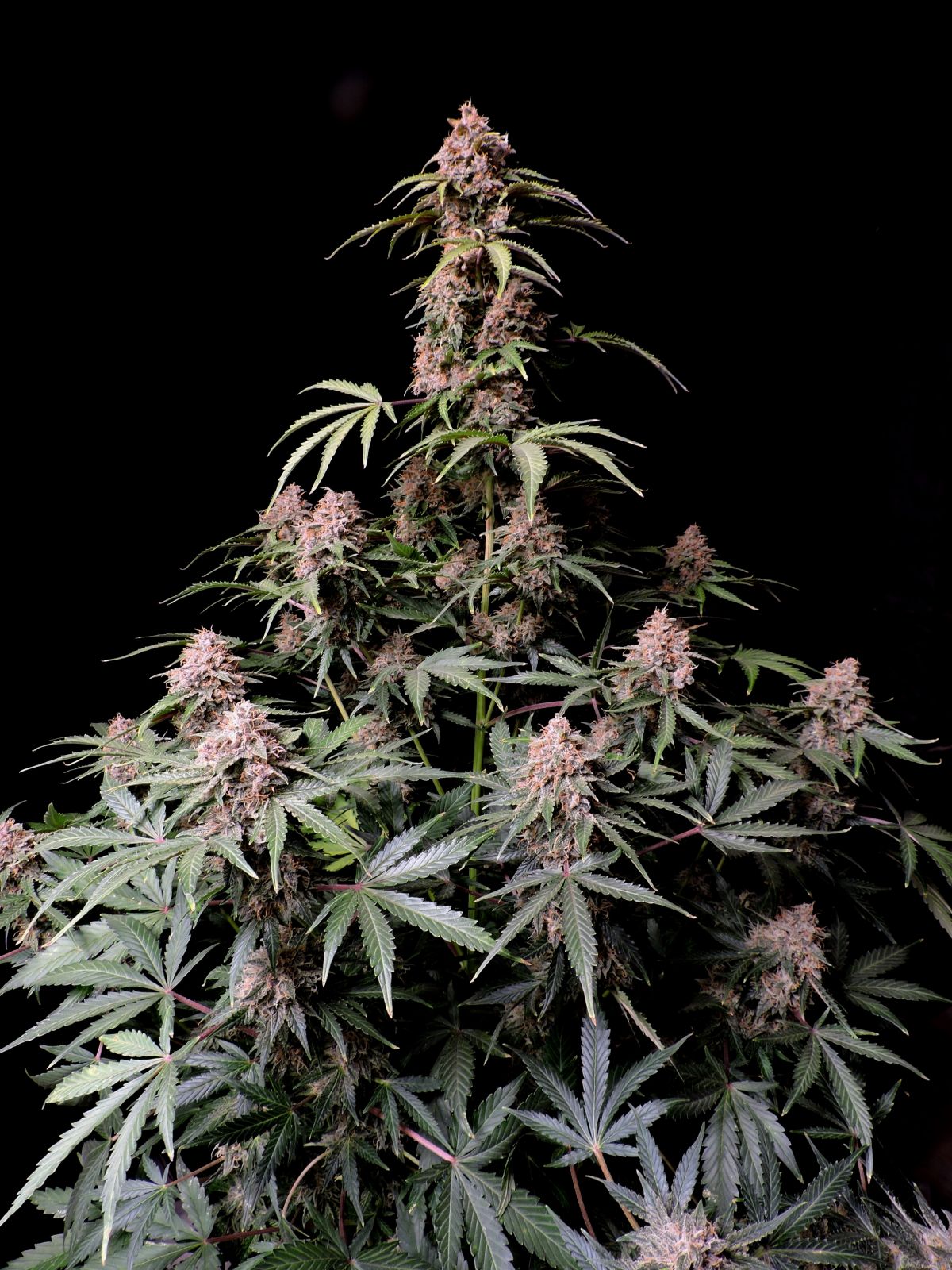 Amnesia Z Auto