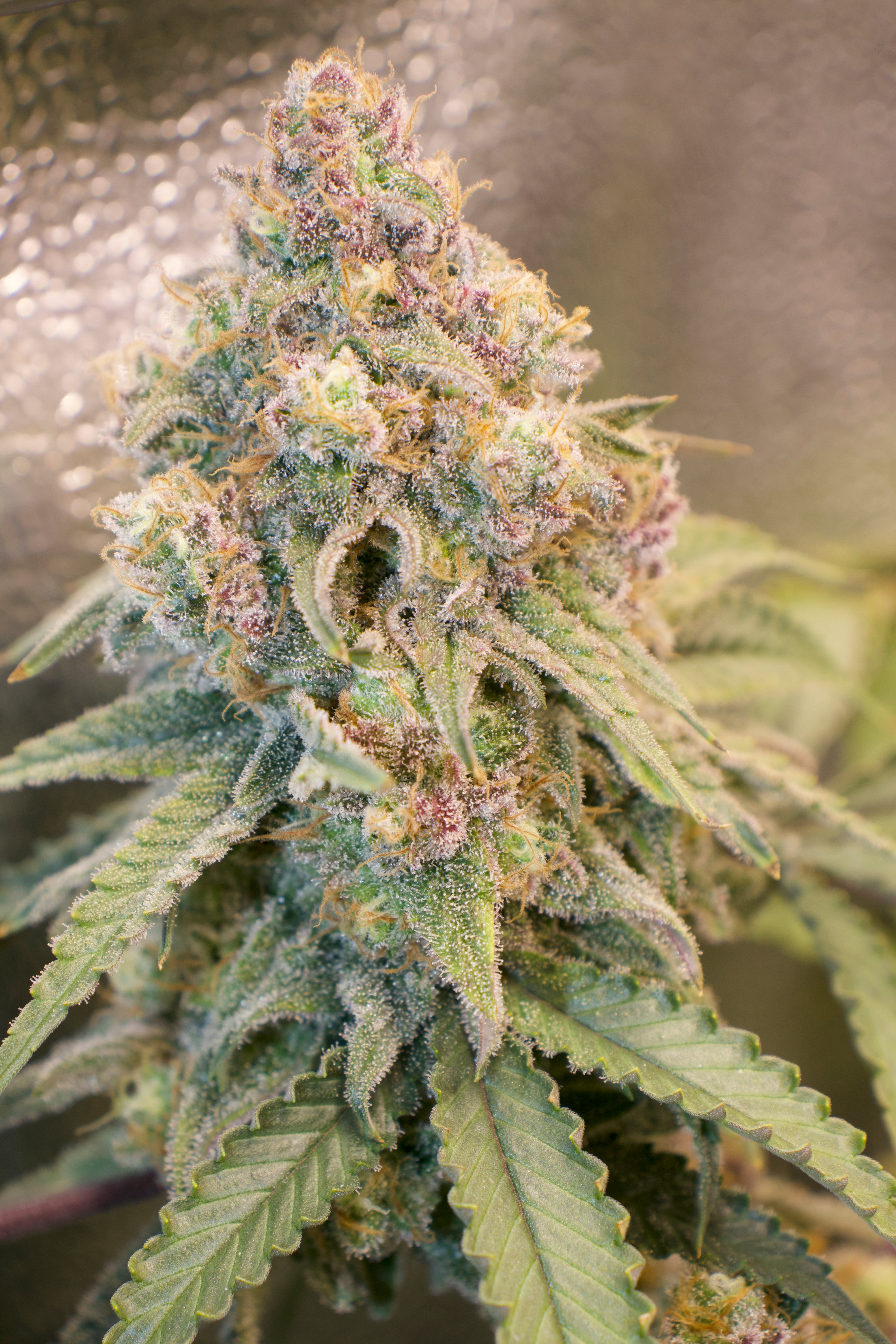 Blueberry Muffin