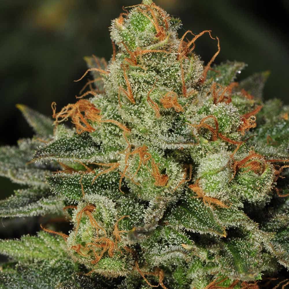 BubbleGum