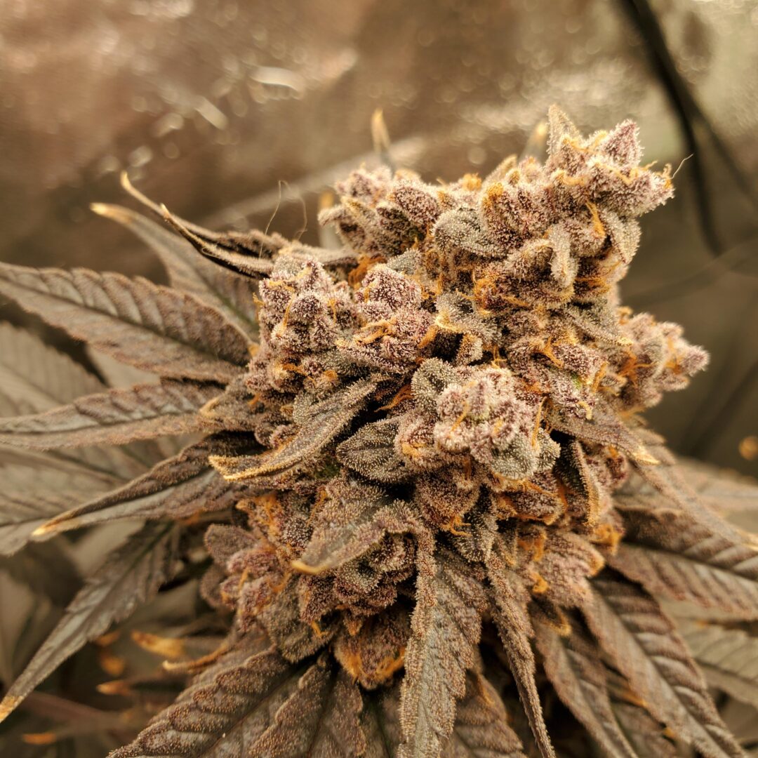 Caribbean Breeze