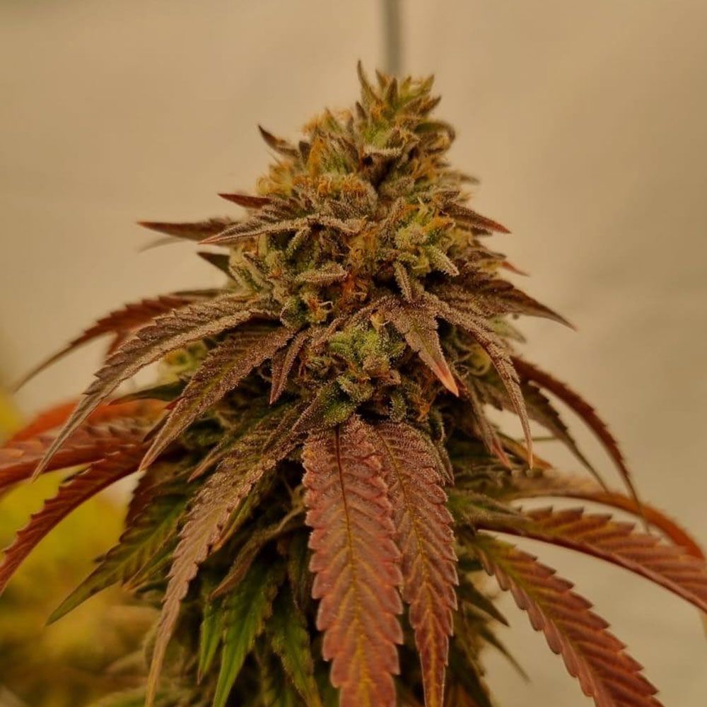 Chronic's Kush F2