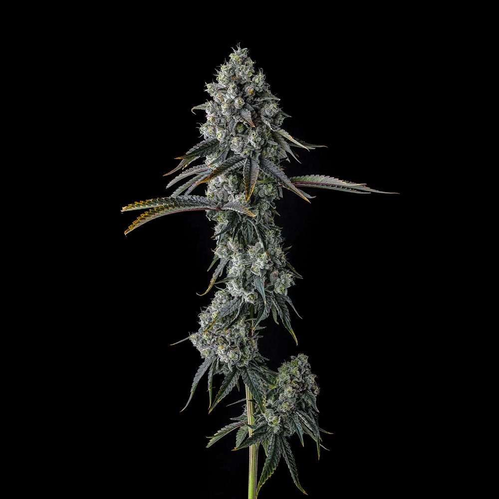 Chem 51