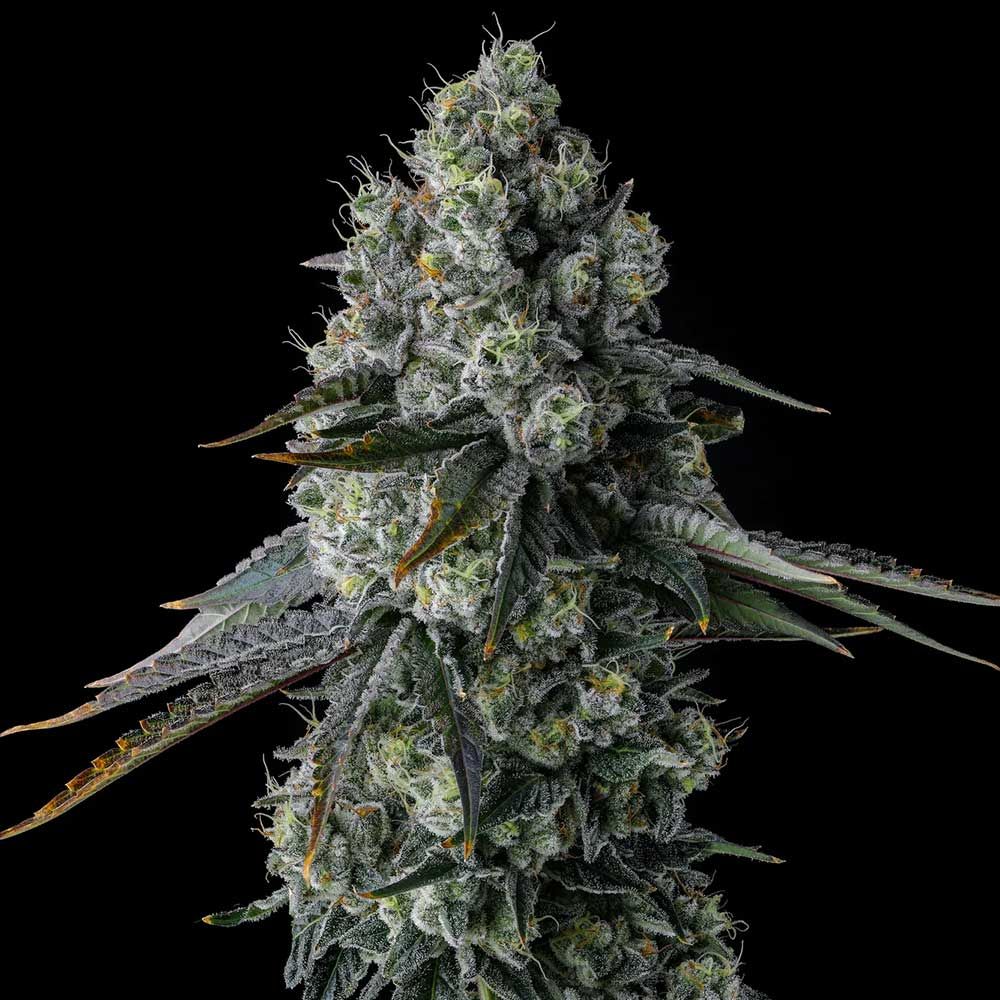 Chem 51