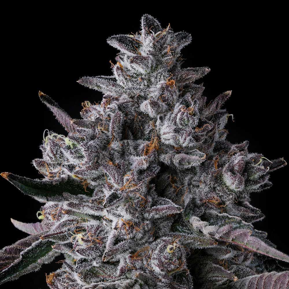 Chrome Dome