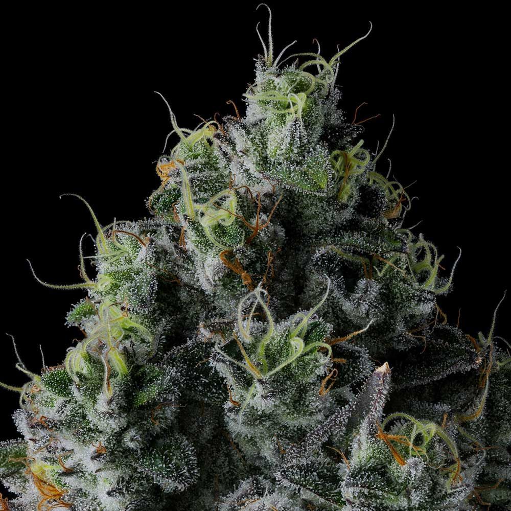 Chem 51