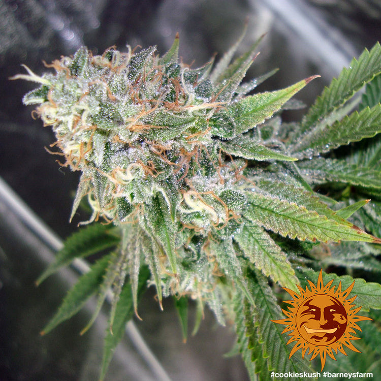 Cookies Kush