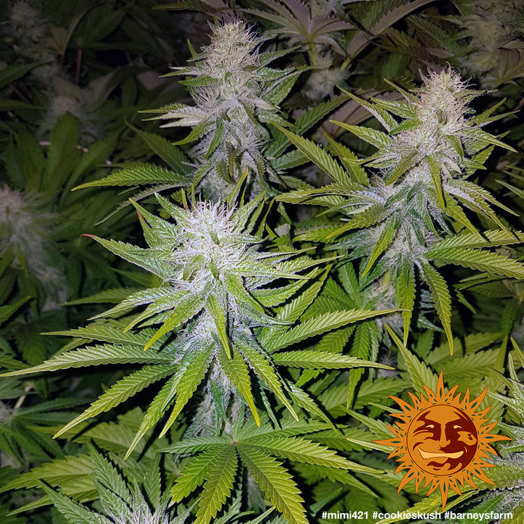 Cookies Kush