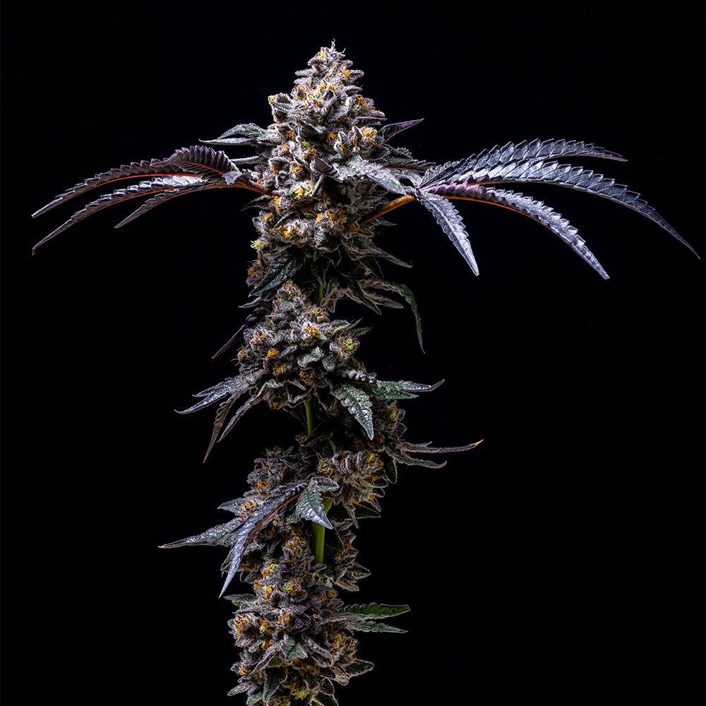 Lemon Cherry Pop