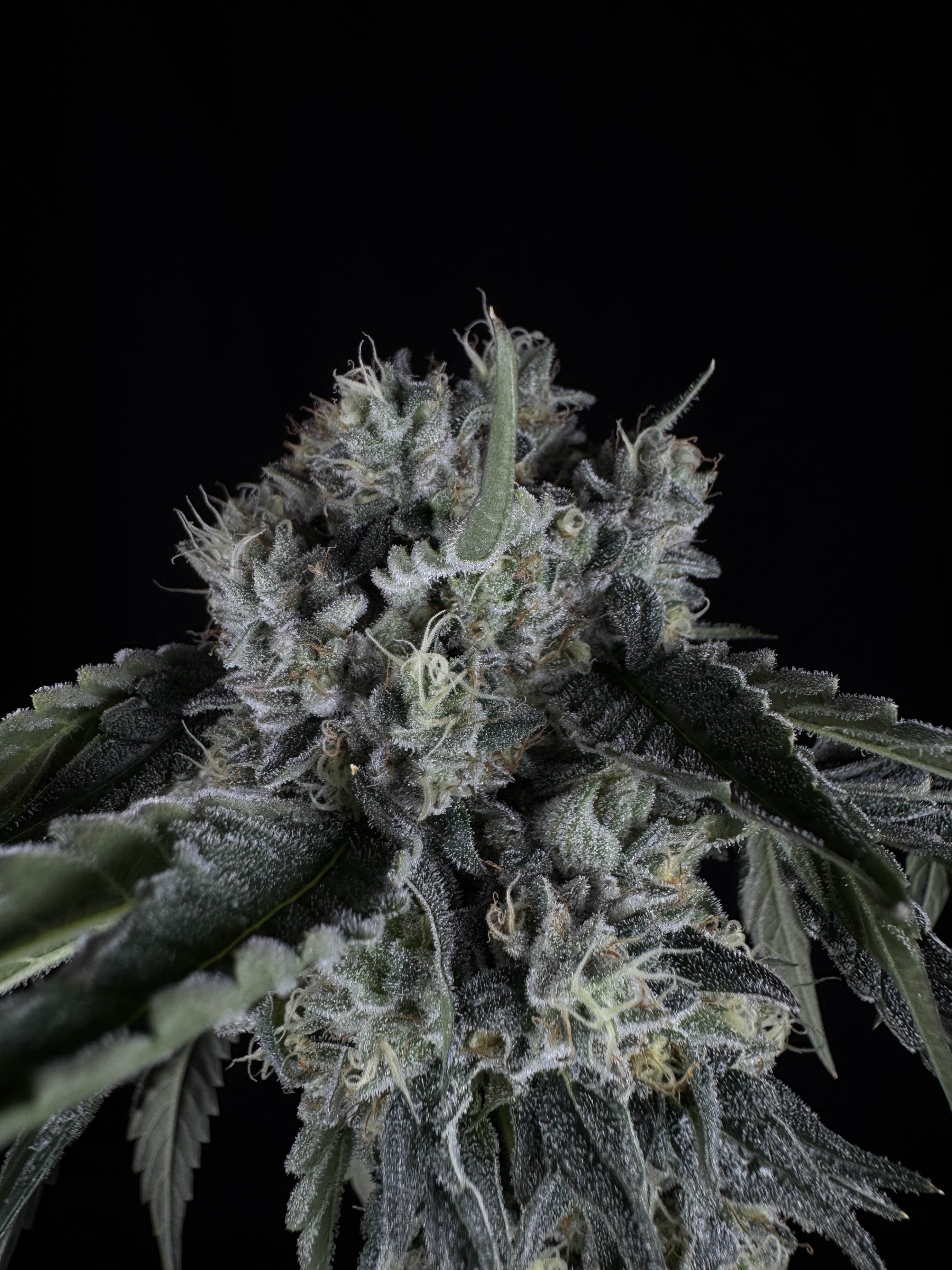 FOTT (Fresh Off The Terps)