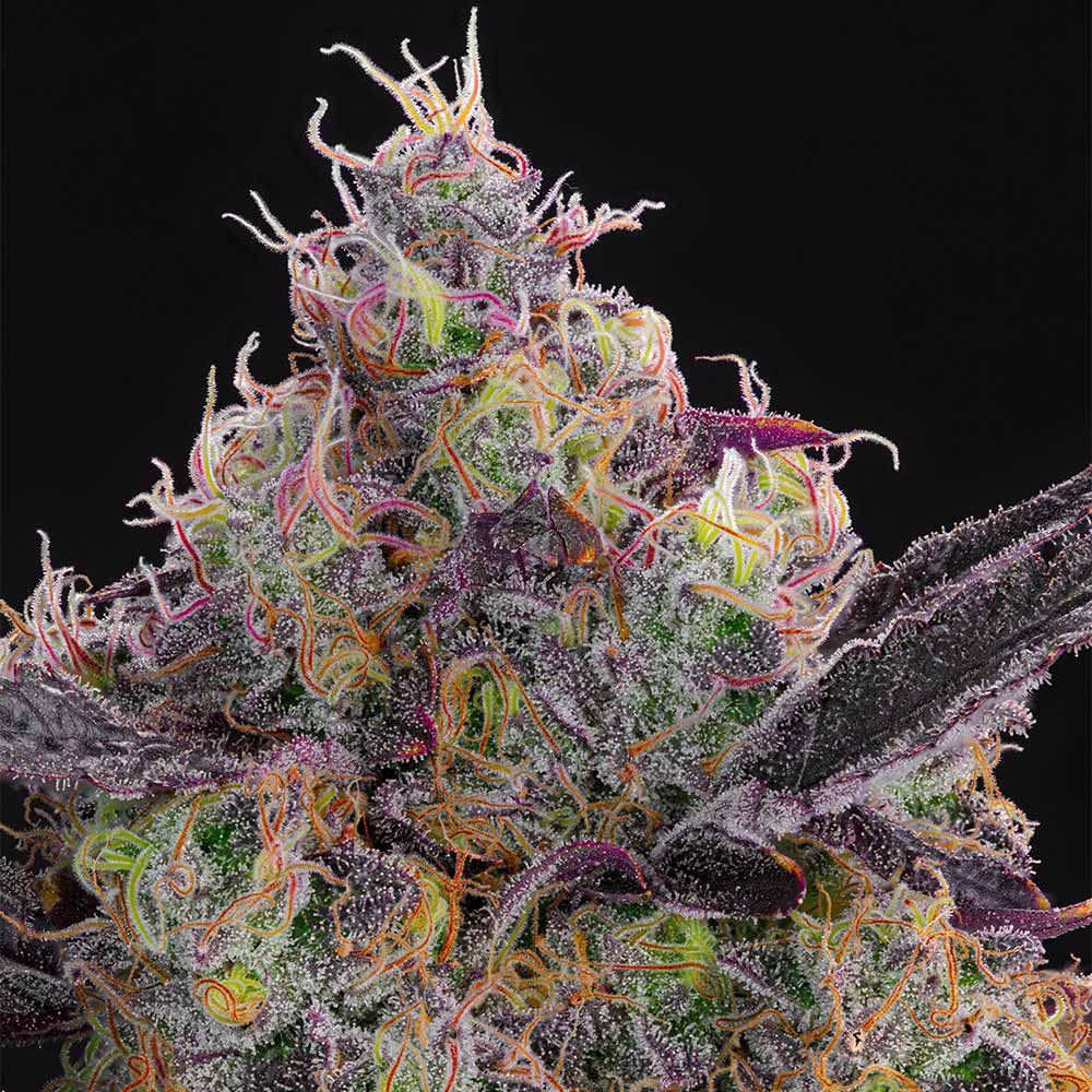 Blueberry Zkunk