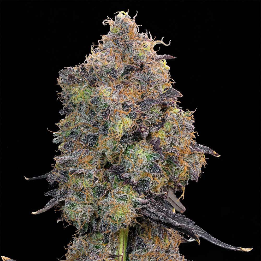 Blueberry Zkunk