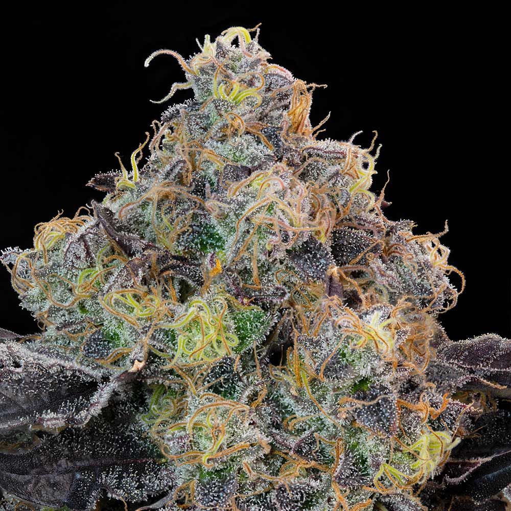 Blueberry Zkunk