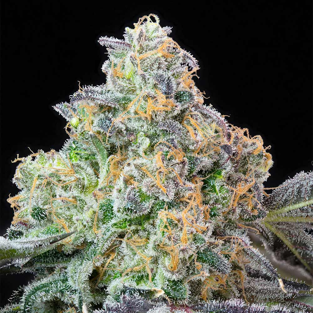 Blueberry Zkunk