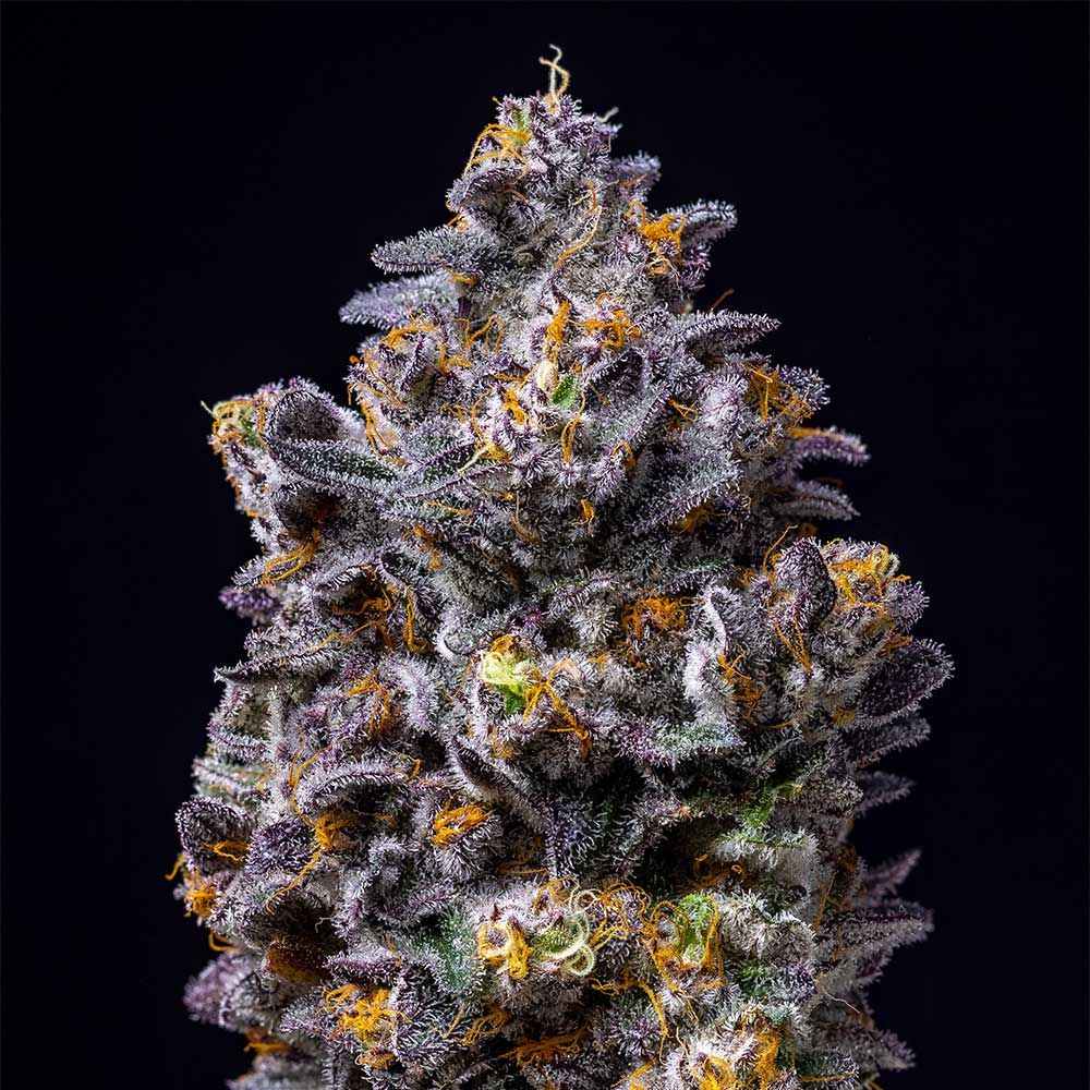 Lemon Cherry Pop