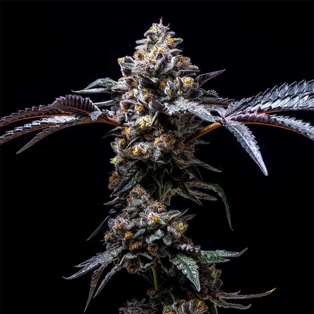 Lemon Cherry Pop