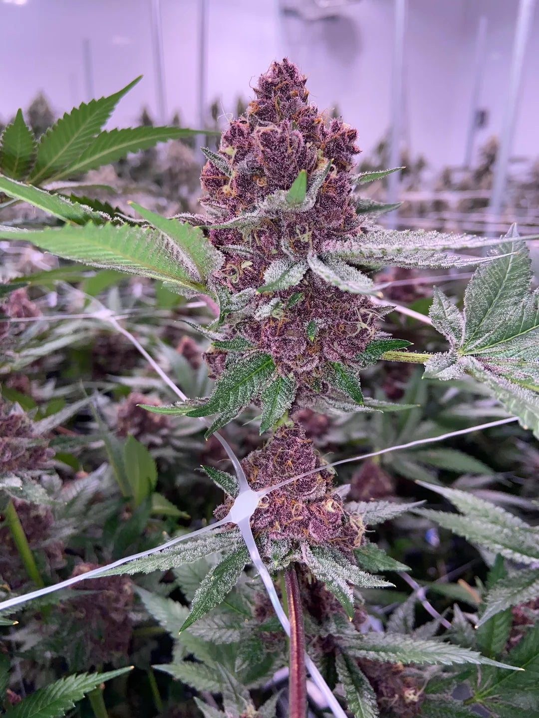 Queen of the South F2