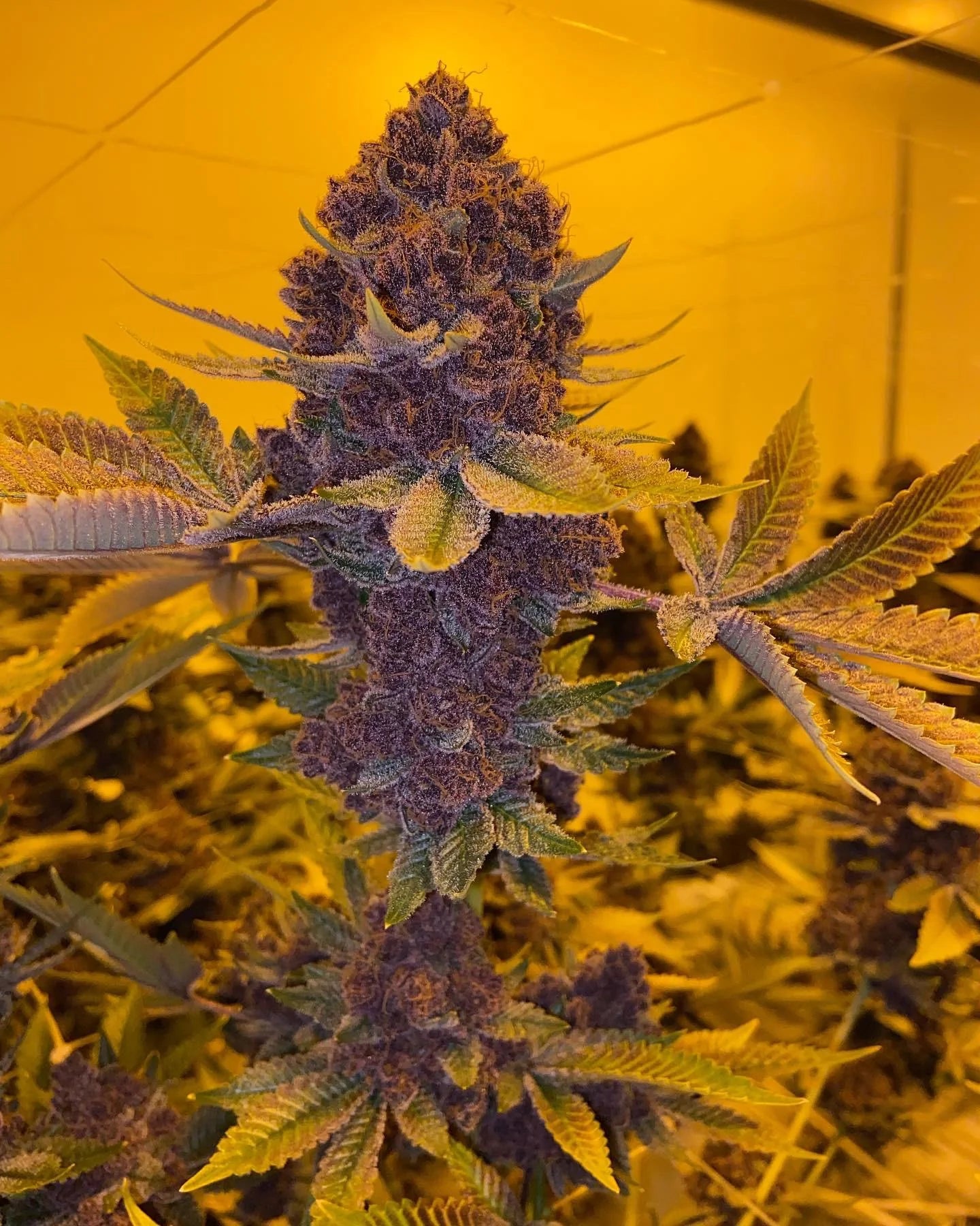 Queen of the South F2