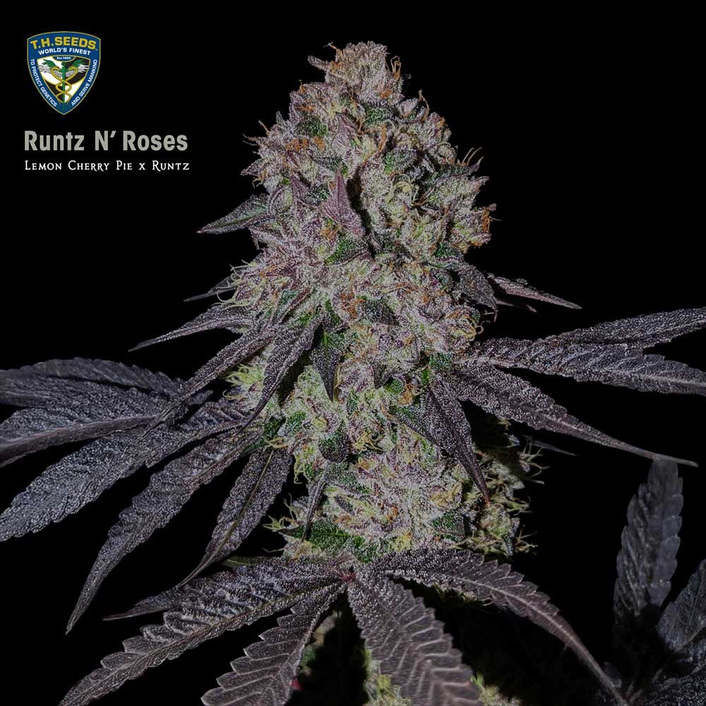 Runtz N' Roses
