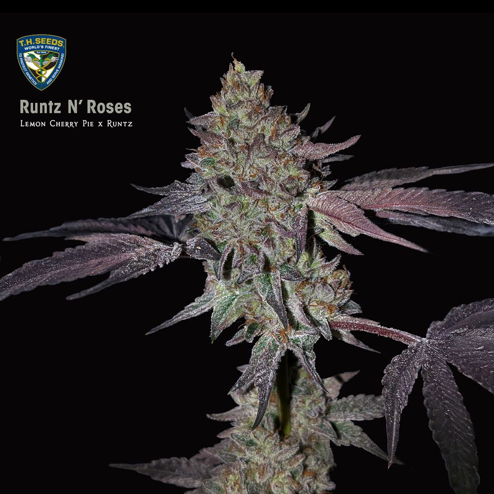Runtz N' Roses