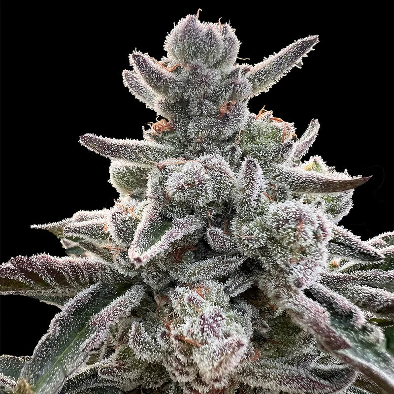 Polar Gelato (Sherbinskis x Silent Seeds)